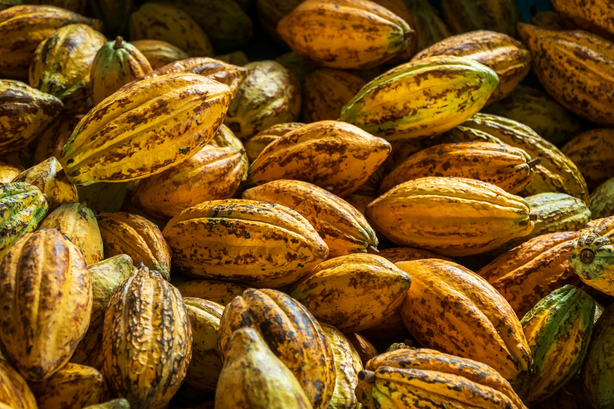 Cocoa beans and cocoa pod